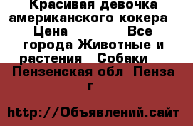 Красивая девочка американского кокера › Цена ­ 35 000 - Все города Животные и растения » Собаки   . Пензенская обл.,Пенза г.